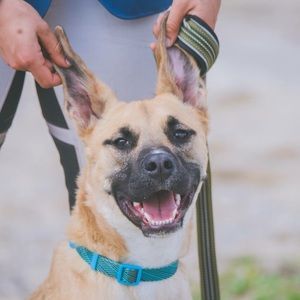 Meet your Posher, Allie